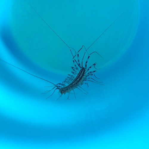 onenicebugperday:@llumaca submitted: i’m usually not the biggest fan of house centipedes, but this l