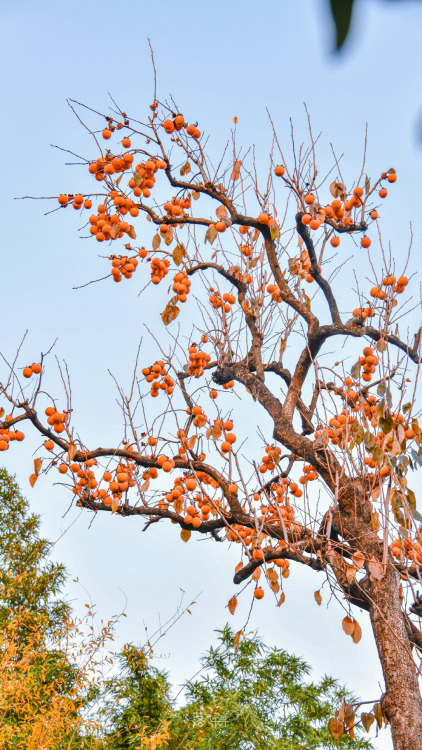 fuckyeahchinesegarden:persimmon tree in chinese