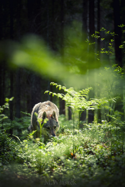 theendlessforest:  Liskamm by Magdalena  Wlaszek