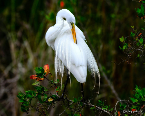 Great Egret (Ardea alba) >>by Craig Goettscha