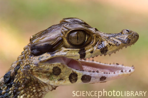 cinnaluna:How come baby caiman always look like they’re waiting for you to laugh at a joke they just