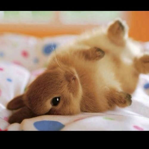 Porn Pics BUNNY! #cute #bunny #adorable #awwww #lovely