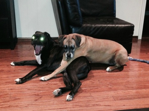 memeguy-com: I tried to photograph a sweet moment of my dogs cuddling instead I captured the spawn o