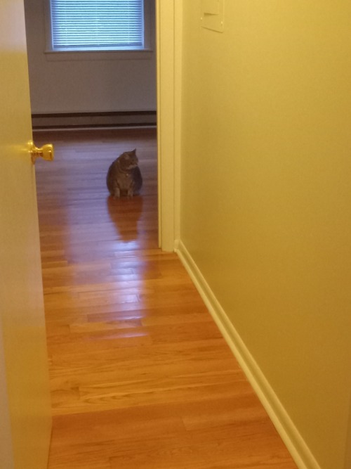 My Parents Visited My Sister M. Her Cat Viniger Was Not Sure About The New People In Her Apartment.