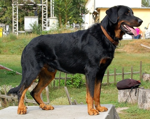 tanpoint: hey fun fact did you guys know that the beauceron and the briard are like the same dog? im