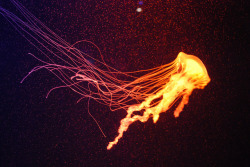 grett:  Jellyfish by Morgan Wise on Flickr.