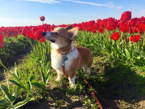 awwww-cute:Cutie Corgi Smelling the Tulips (Source: ift.tt/2dGSeuJ)