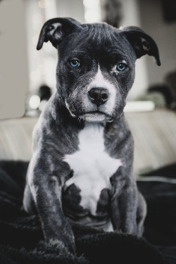 envyavenue:  Blue Nose Pitbull 