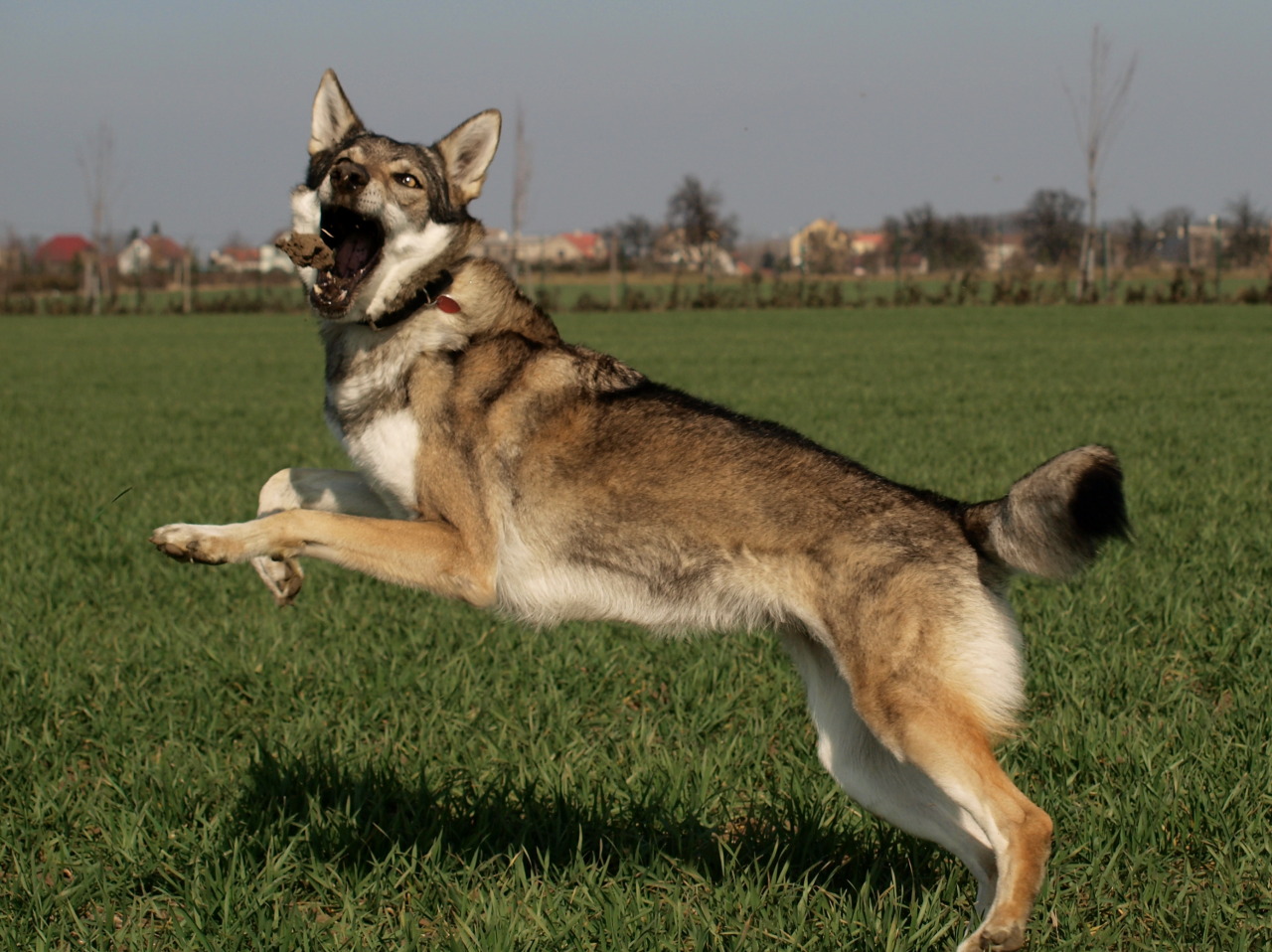 the-little-wolfdog:  catching mud balls. wolfdogs are so graceful…