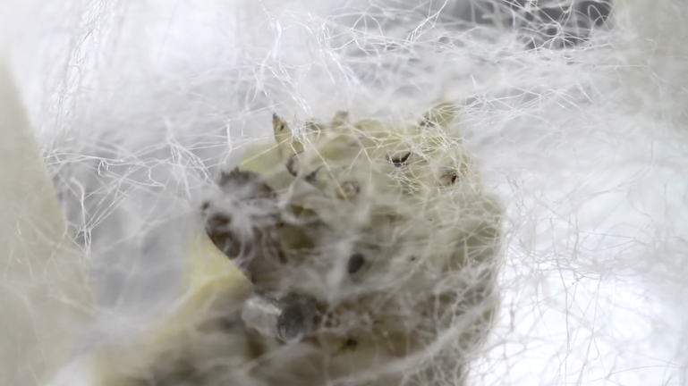 house-of-gnar:  Silk Pavillion The Silk Pavilion explores the relationship between