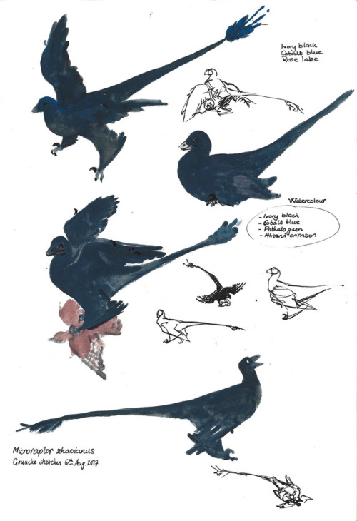 Microraptor sketches, August 2017