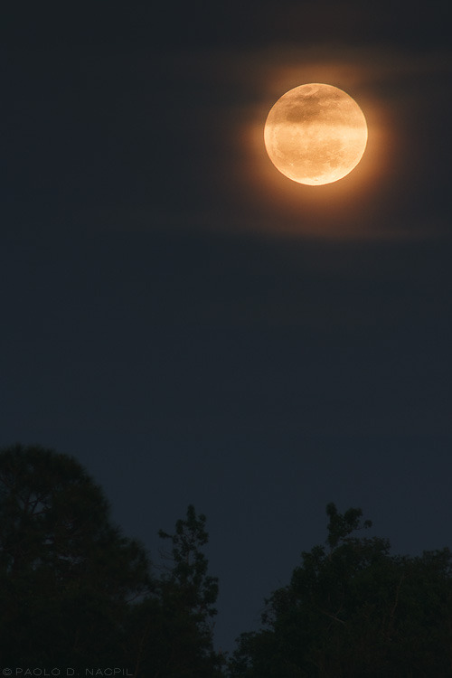 capturedphotos:  The moon as seen in Central Florida on April 14, 2014 at 7:04pm.