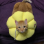 cats-andquotes