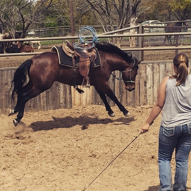New horse in training today!! He has some spunk! #horses #bucking #tntranch #intraining #ibelieveicanfly (at TnT Ranch & Tom Davis Horsemanship)