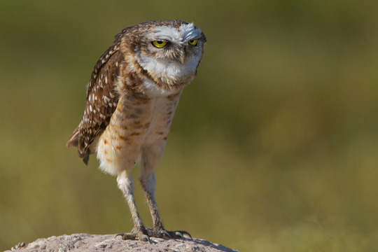 Burrowing Owl Appreciation Post