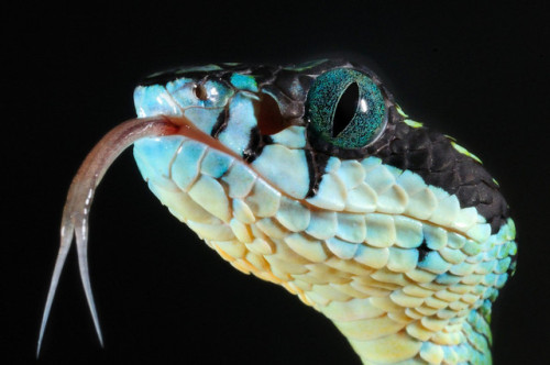 exotic-venom:(Trimeresurus trigonocephalus) Sri Lankan green pitviperMainly hemotoxic. Reported huma