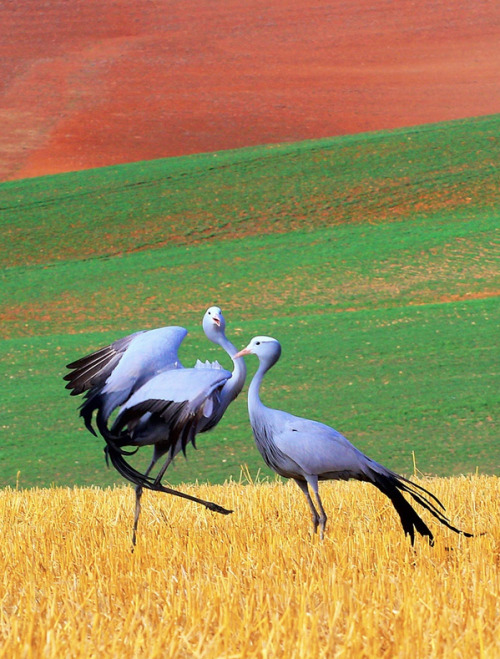 whatthefauna:South African blue cranes engage in an elaborate courtship behavior that includes wing 