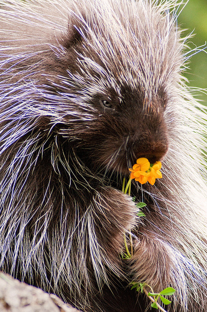 theanimaleffect:  Porcupine with Flower 3-0 F LR 7-6-10 J352 by sunspotimages on