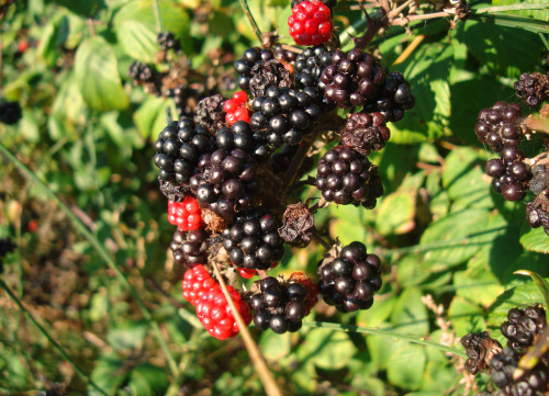 An abundance of blackberries growing at the edge of a field near the east coast of England ♥