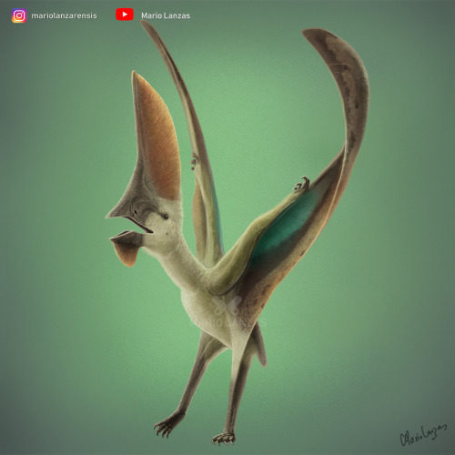 mariolanzas:TUPANDACTYLUS navigansThe iconic Pterosaur featured on my latest video as a representati