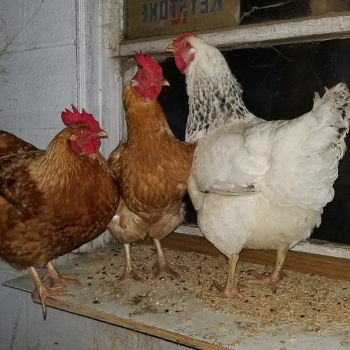 We are growing. I very recently welcomed these lovely ladies to the homestead. I have no idea what k