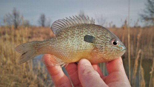 No fishing trip is complete until I land a Longear Sunfish