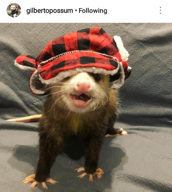 dormant-not-dead:  thejerkfacedance:  dormant-not-dead:  me: *shows my friend a picture of a possum in a hat, expecting delight* my friend: ew! me:  show us the possum     