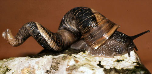 Garden Snails (Cornu Aspersum) With Scalariform Shells, A Rare Genetic Mutation.