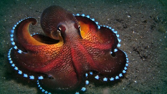 Porn Full DNA sequence of octopuses shows they’re photos