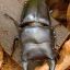weevilppl