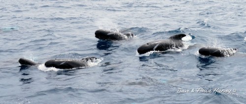 Long finned pilot whales in Bremer Bay, Western Australia. Photos by Dave and Fiona Harvey.