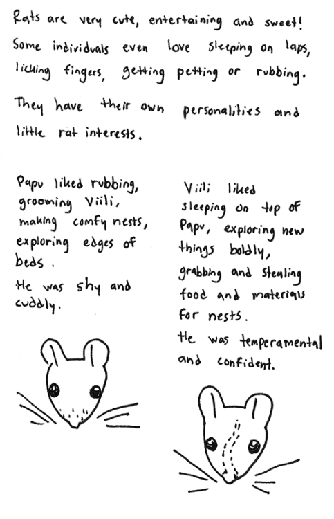 marras6:Beginner advice on rat keeping Check out my other rat comic What I learned from having pet r