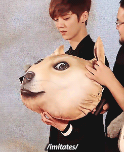 xiundeer:  DOGE LUHAN 