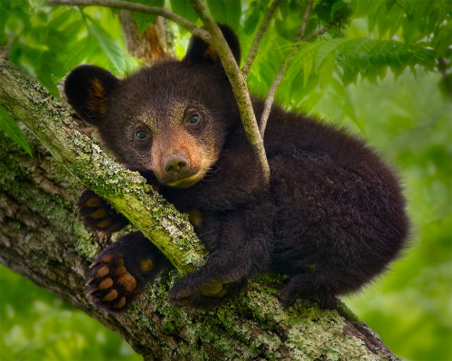 americasgreatoutdoors:  Baby black bears are born in the winter and stay in the den with their mothers through the cold months. In spring, the cubs emerge to explore the world and show off their cuteness. Photo from Cades Cove in Great Smoky Mountains