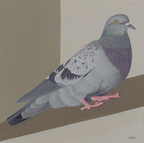 PigeonAcrylic on canvas 8x8".Charles Morgenstern, 2022.Manitou Springs, Colorado.