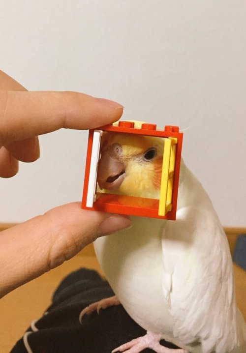 sweetiesugarbird - babyanimalgifs - “Hello, it’s me”They say the...