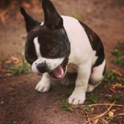 Dailyfrenchie:  Milly In The Morning. Yawning And Licking Her Chops By Jon And Ellie