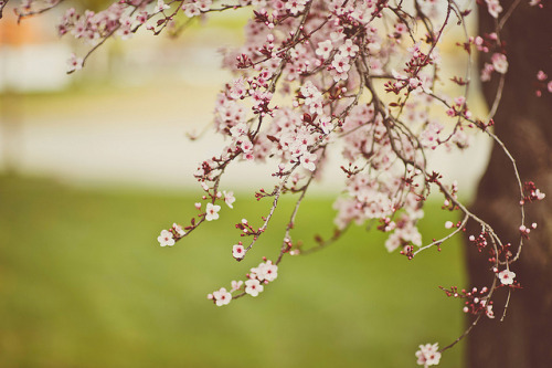 timefliestoday:  “All the world is made of faith, and trust, and pixie dust.” by islandgirlsj on Flickr. 