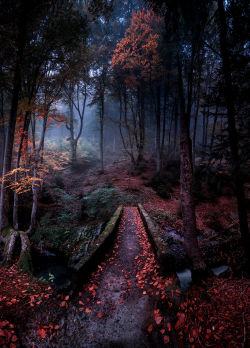lori-rocks:  Enchanted forest…by  Емил Рашковски 