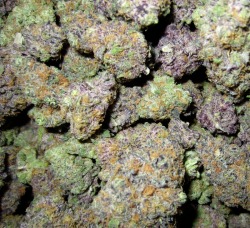 thekushtribe-deactivated2015062:  Purple