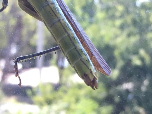 Live from my bedroom window: Obscure Bird Grasshopper Check out those pecs September 6, 2019