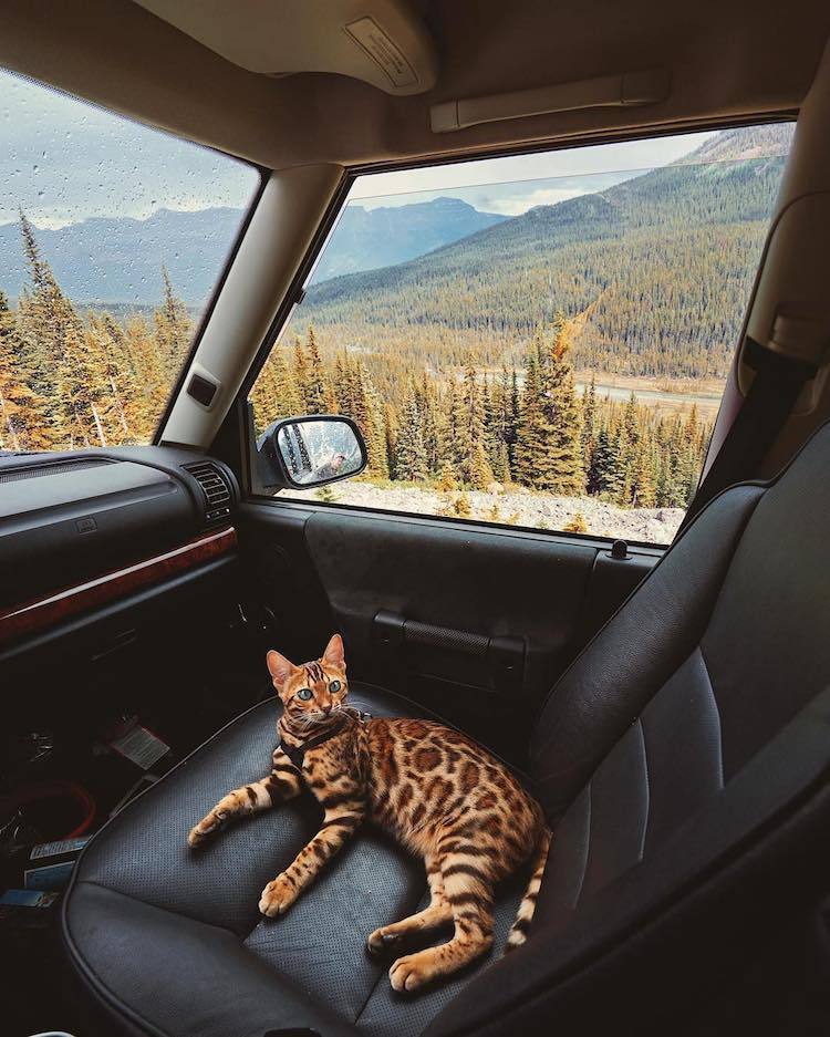 archiemcphee:  Every day is Caturday for Suki the Adventure Cat. Suki is a gorgeous