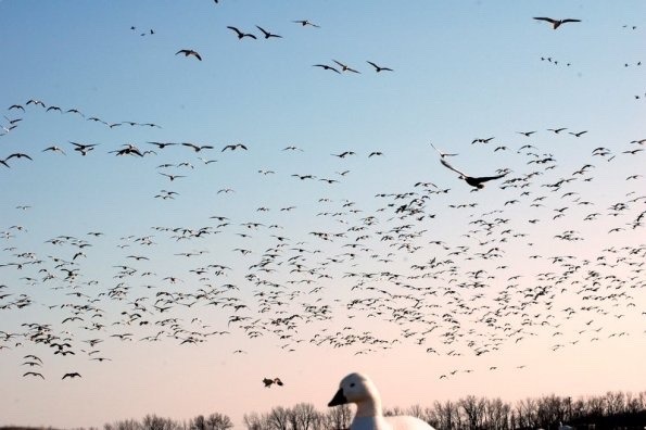 gentlemanbobwhite:  Visit #gentlemanbobwhite for more pics about bird hunting, good