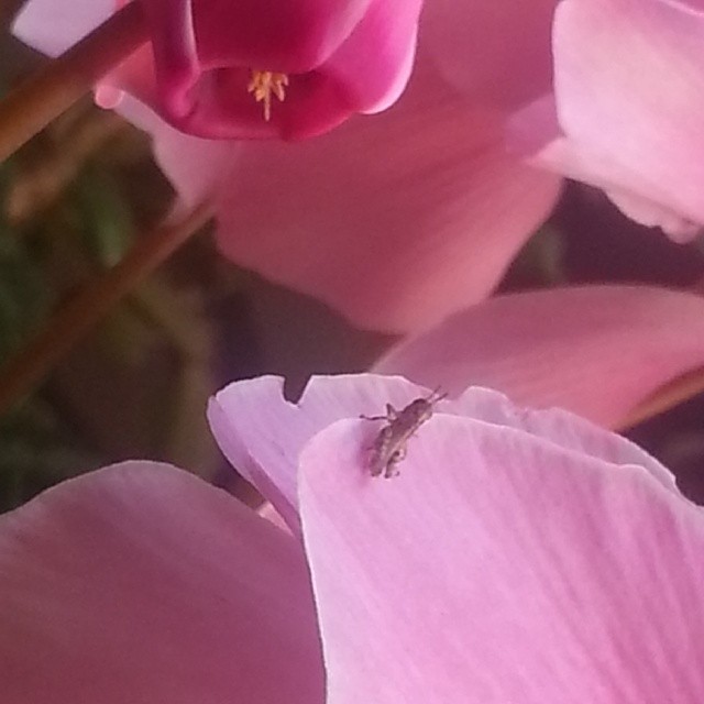 Baby Grasshopper on a Flower Petal #NoFilter