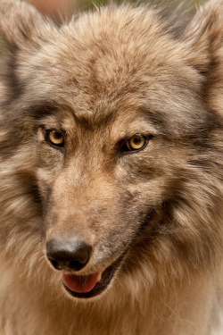 w-o-l-f–g-i-r-l:  Wolf at Fort Collins