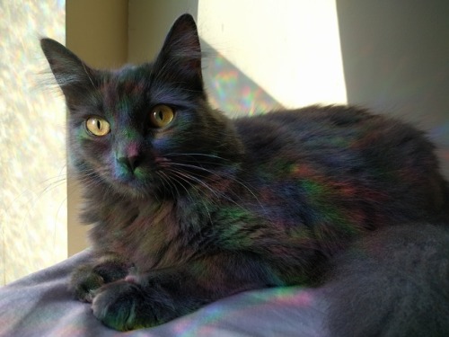 wonderbound: I know it’s not pride month anymore but my cat is covered in rainbows!!!