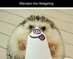 mr-mrs-insatiable:  tastefullyoffensive:  The Many Expressions of Marutaro the Hedgehog [via]  Umm. Omg.Yes! Hello, adorable! 