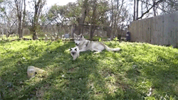 naturepunk:  shobijinsandy:  last-snowfall:  sizvideos:  Hybrid wolfdog is very protective of the new kitten. - Video  OMG OMG.  Summoning naturepunk, is this actually a wolfdog, you think? I remember that post of your’s about Jude and the wild rat;