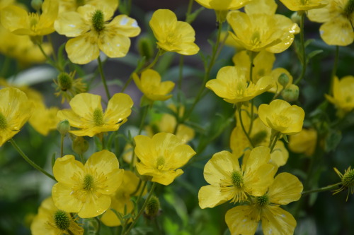 Ranunculus