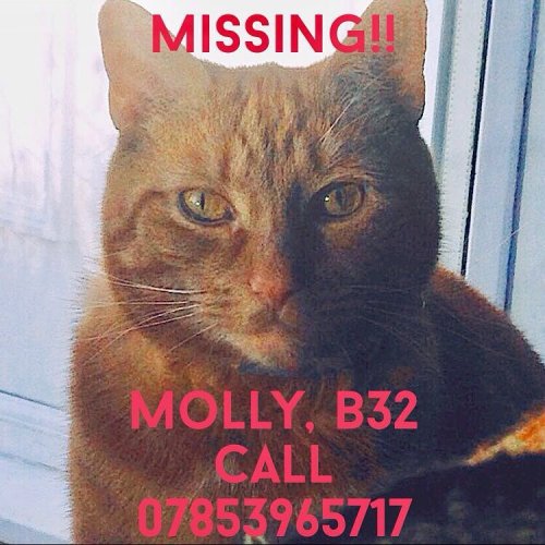 Our beautiful cat Molly has gone missing in the #quinton area. We&rsquo;re off the West Boulevard on